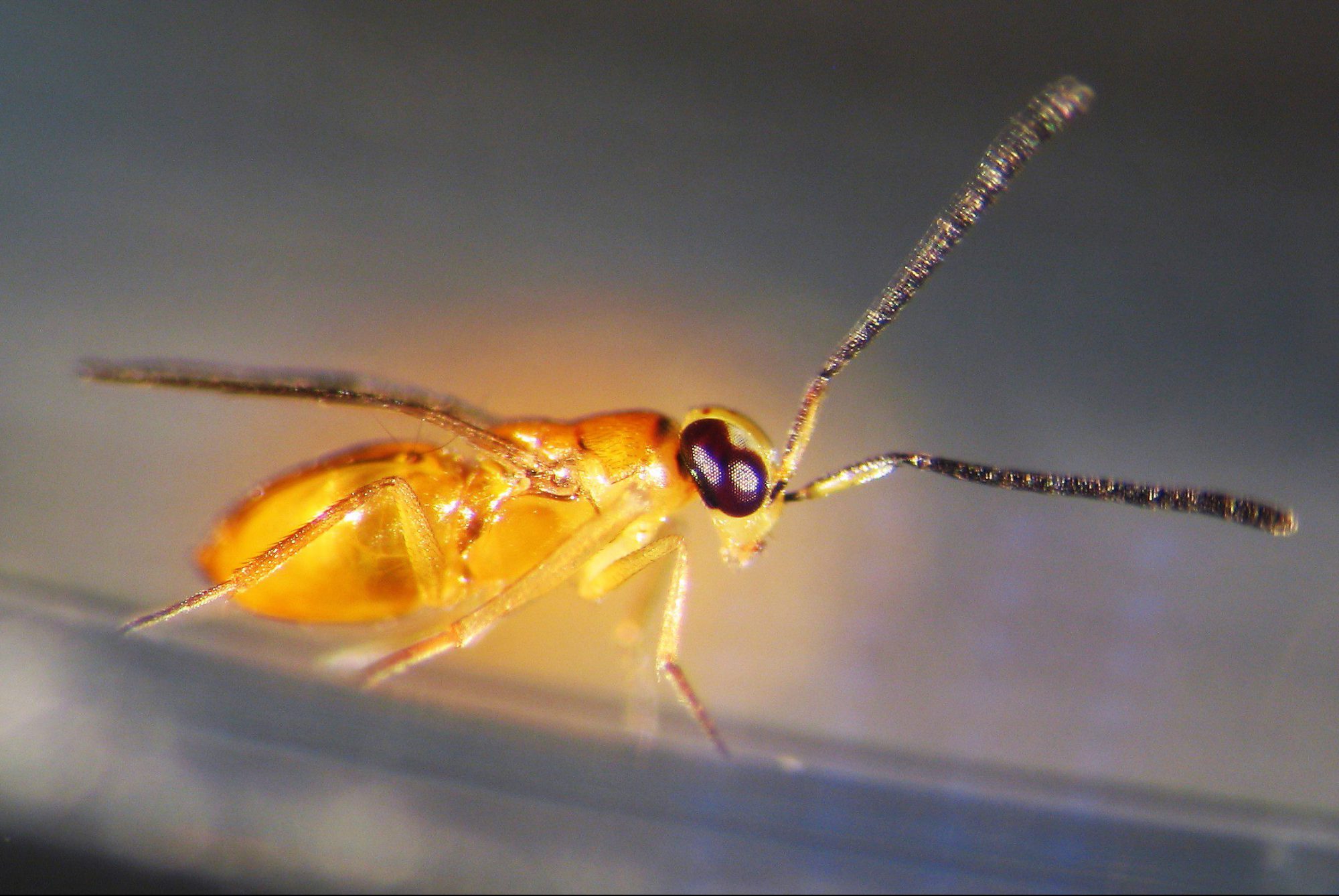زنبور Leptomastix dactylopii برای کنترل بیولوژیک شپشک نرم تن