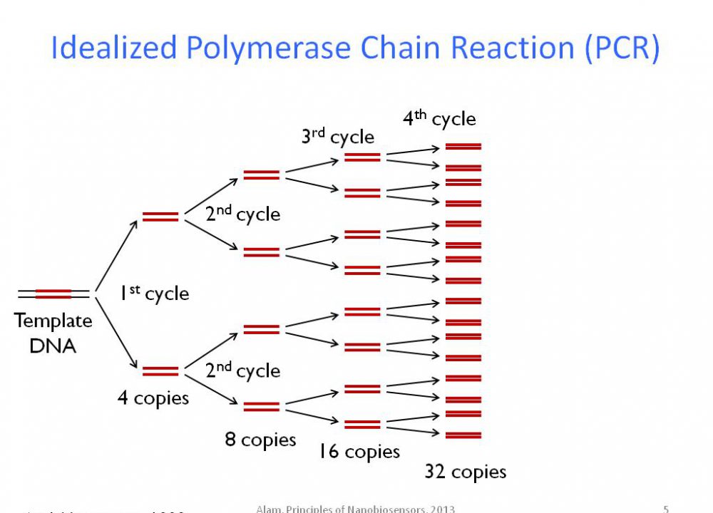 واکنش-زنجیره-PCR