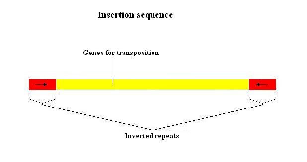 عناصر متحرک ژنتیکی (IS)