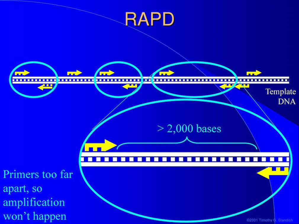 مزایا و معایب نشانگر RAPD + کاربرد نشانگر RAPD