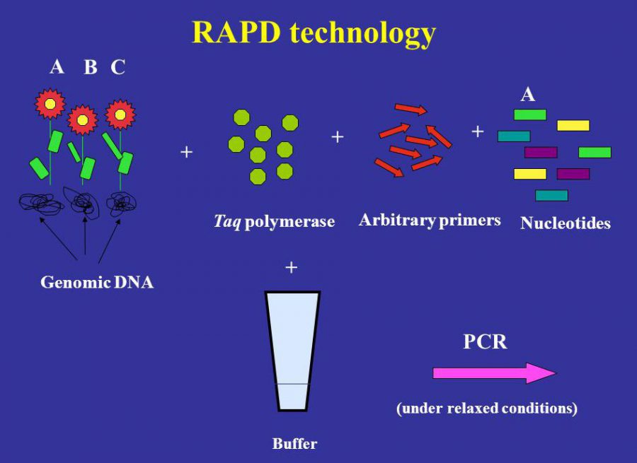 نشانگر مولکولی RAPD
