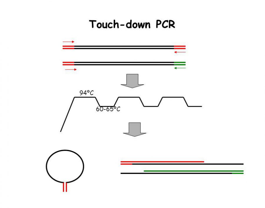 Touch-Down-PCR