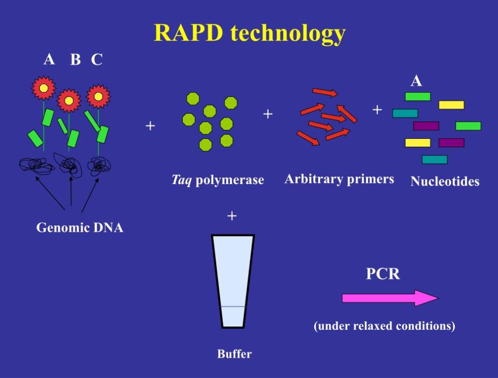 تکرارپذیری-نشانگر-RAPD