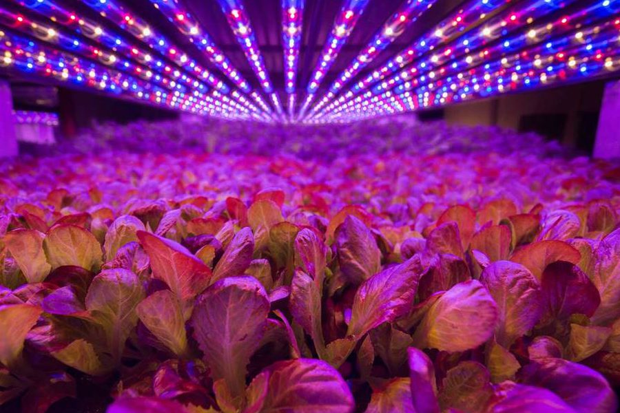 نور مصنوعی در کشاورزی و انواع آن
