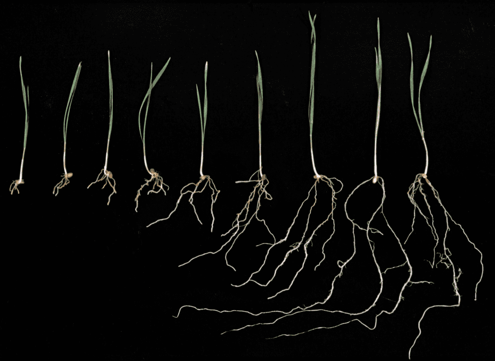 مراحل رشد ریشه گیاهان