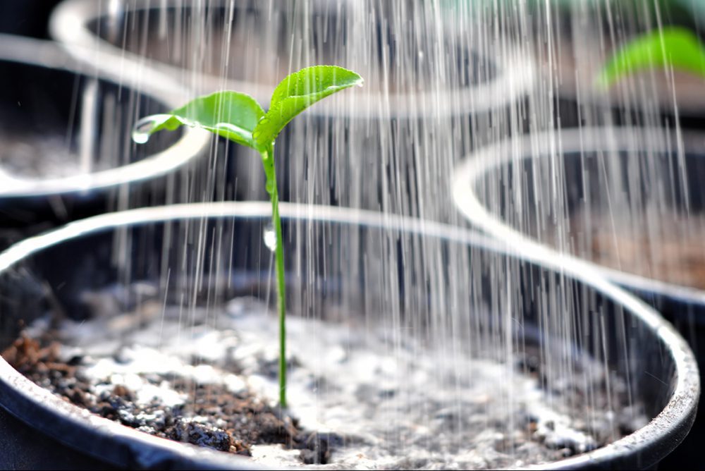 برنامه ریزی های آبیاری در جهت توسعه ریشه گیاهان