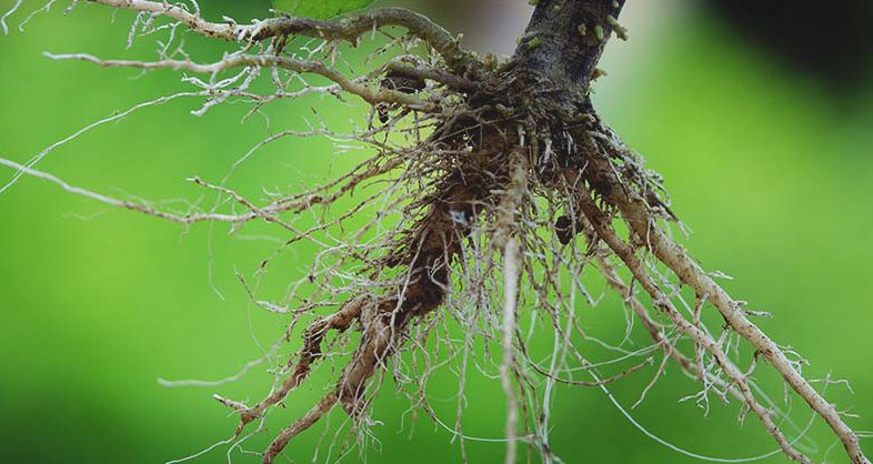 اثر خاک در توسعه ریشه گیاهان