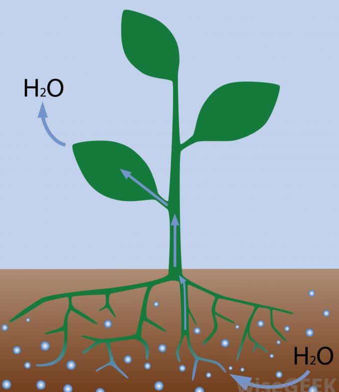 عوامل موثر در جذب آب توسط گیاهان