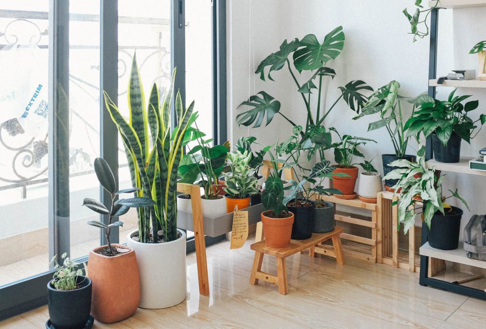 نحوه نگهداری و زیست گیاهان آپارتمانی