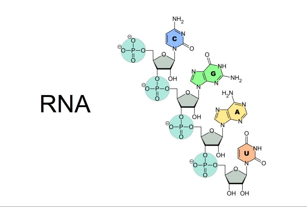 RNA و ساختار آن