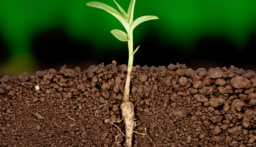 ریشه و طوقه گیاهان