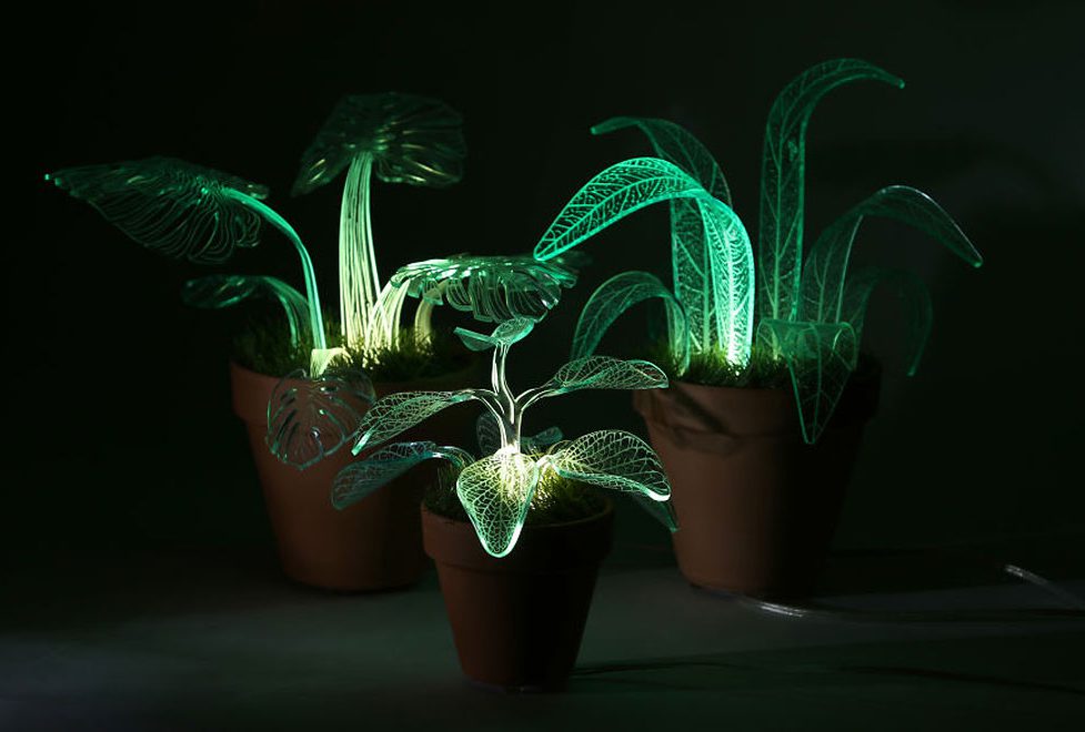 پرورش گیاهان درخشان در تاریکی!