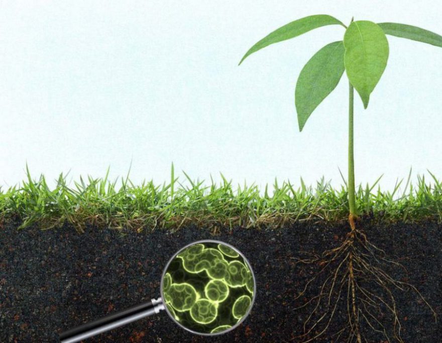 چگونه گیاهان از میکروب‌های مفید برای رشد خود استفاده می‌کنند؟