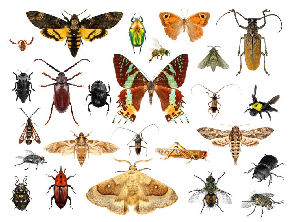 حشرات و اهمیت آنها