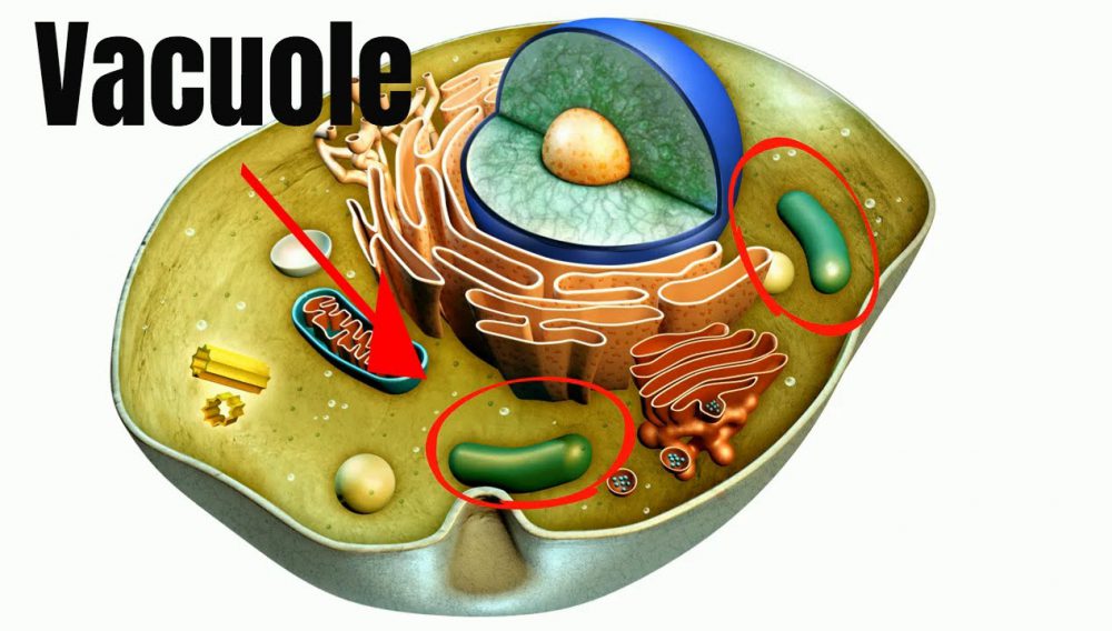 واکوئل-سلول-گیاه