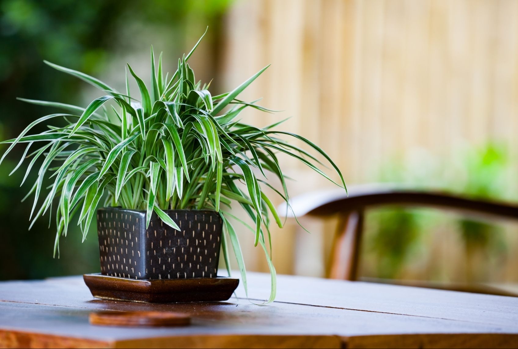 گیاهانی که هوای خانه را تصفیه می کنند