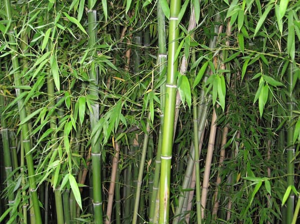 بامبو و خواص این گیاه سریع الرشد