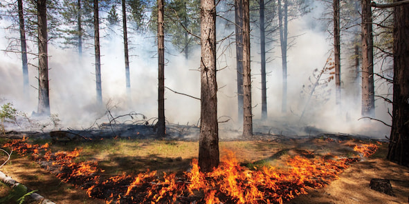 آتش سوزی جنگل و راهکارهای مدیریتی و  مقابله با آن_آتش سوزی سطحی