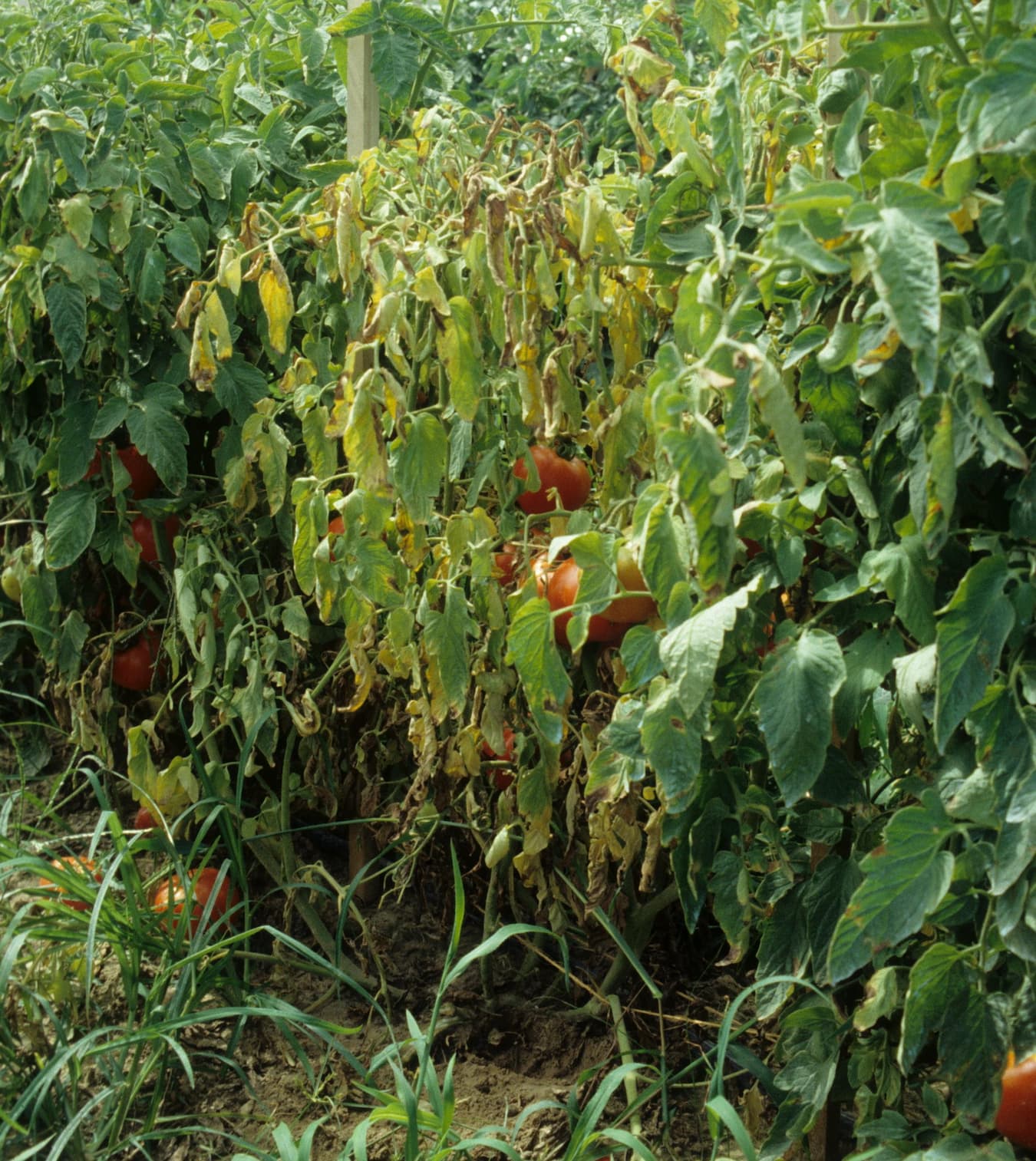 تاریخچه بیماری پژمردگی فوزاریومی گوجه فرنگی، اهمیت بیماری و انتشار آن