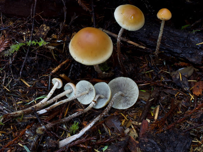         قارچ خوراکی Hypholoma caponides، تیغه های  سفید رنگ قارچ  در تصویربه صورت واضح  مشاهده می شود.
