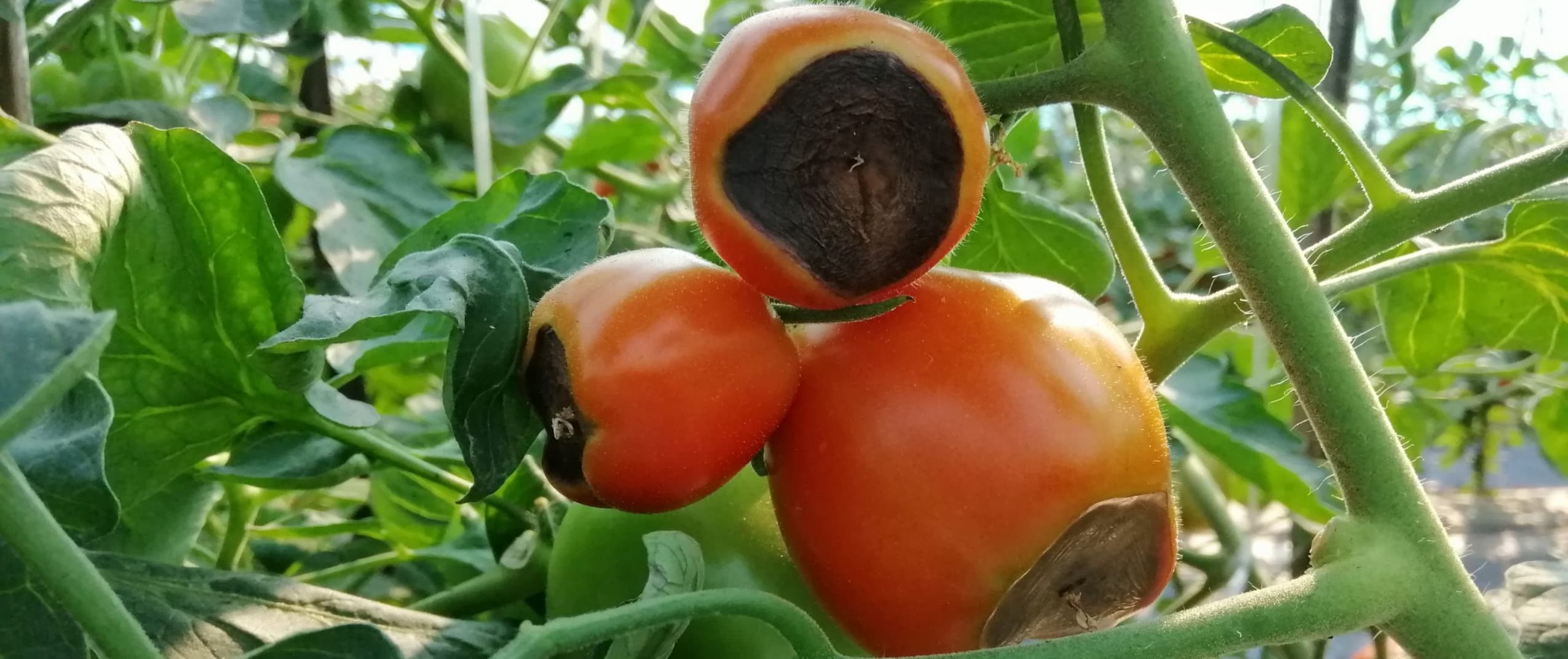 عامل بیماری Blossom End Rot of Tomato