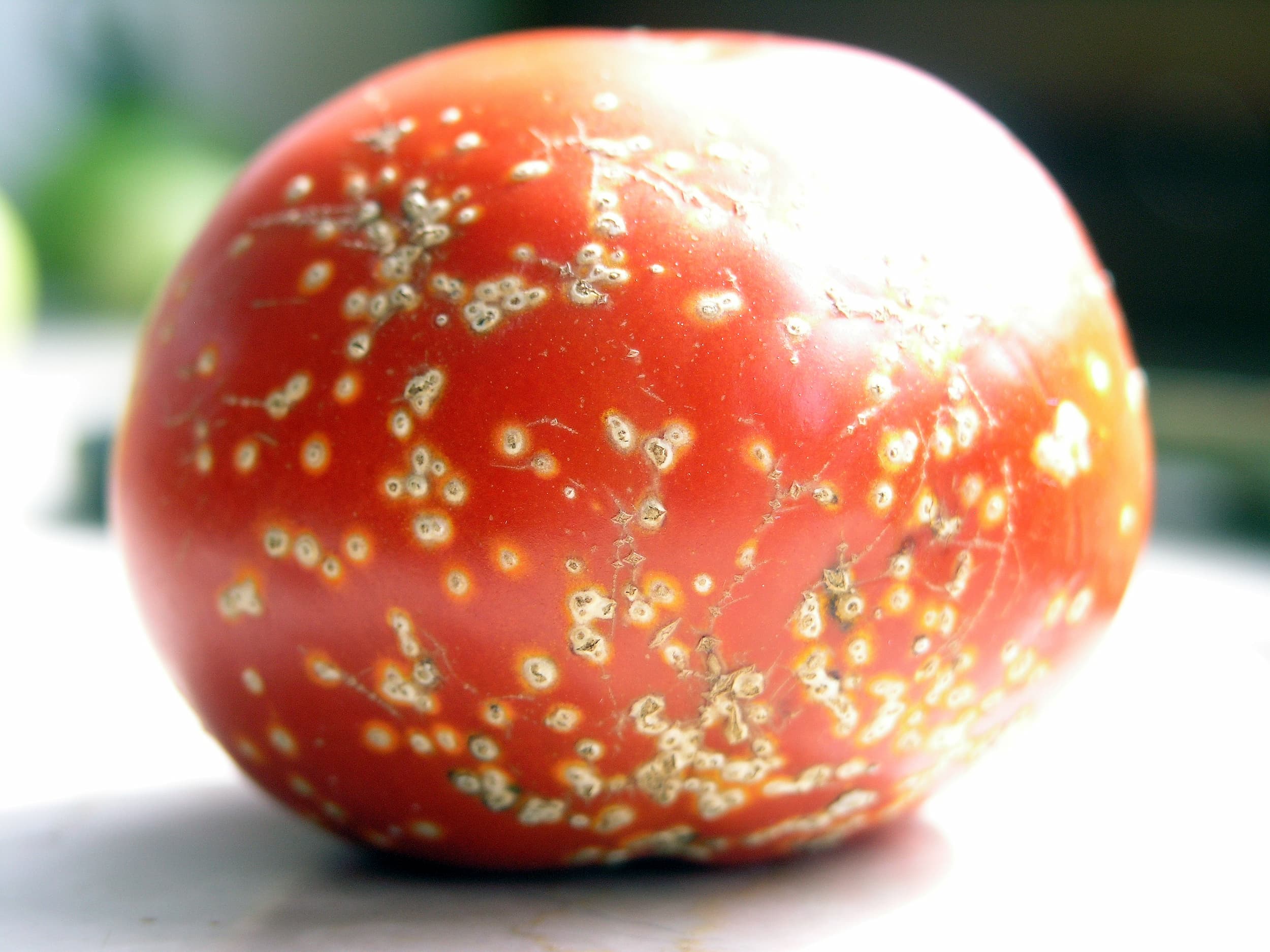 عامل بیماری لکه باکتریایی گوجه فرنگی