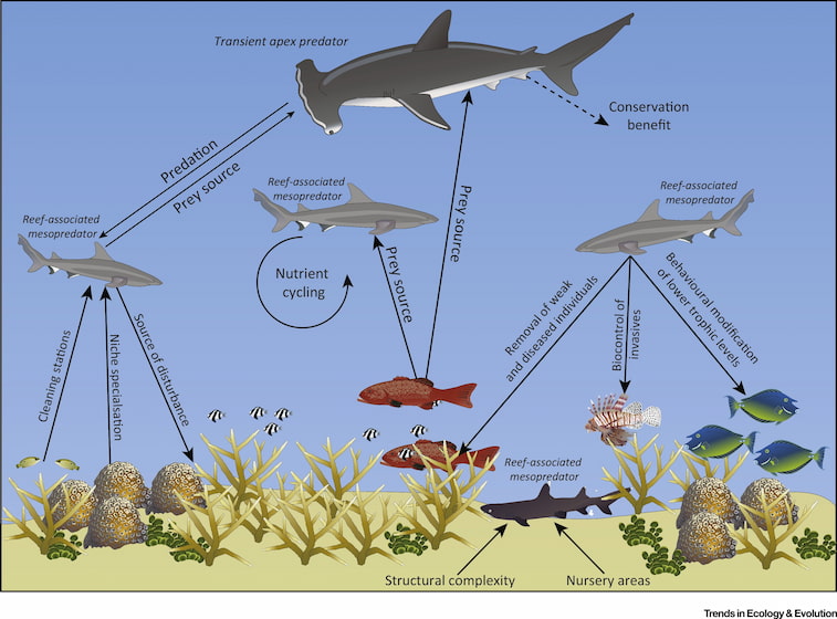 اهمیت کوسه ها برای بقای دریاها و اقیانوس ها _ اهمیت گونه های مختلف کوسه در زنجیره غذایی در تصویر