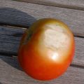 بیماری آفتاب سوختگی گوجه فرنگی Sunscald of Tomato