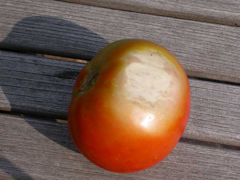 بیماری آفتاب سوختگی گوجه فرنگی Sunscald of Tomato