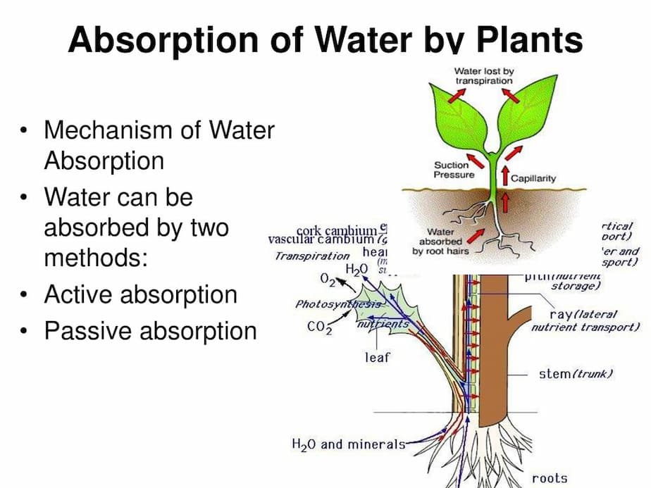  الگوی اولیه جذب آب توسط بذر