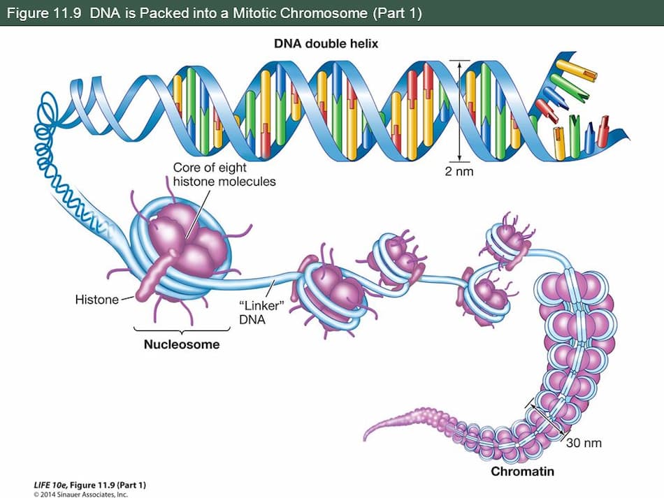 مراحل سنتز DNA