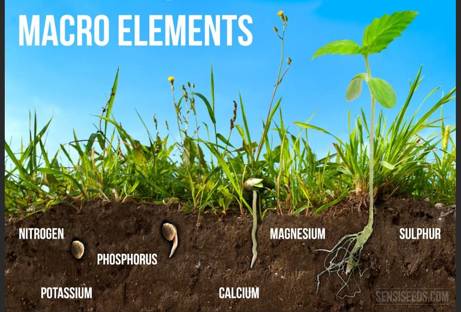 نقش عناصر معدنی مورد نیاز گیاهچه
