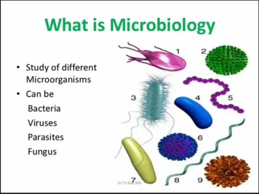 میکروبیولوژی چیست