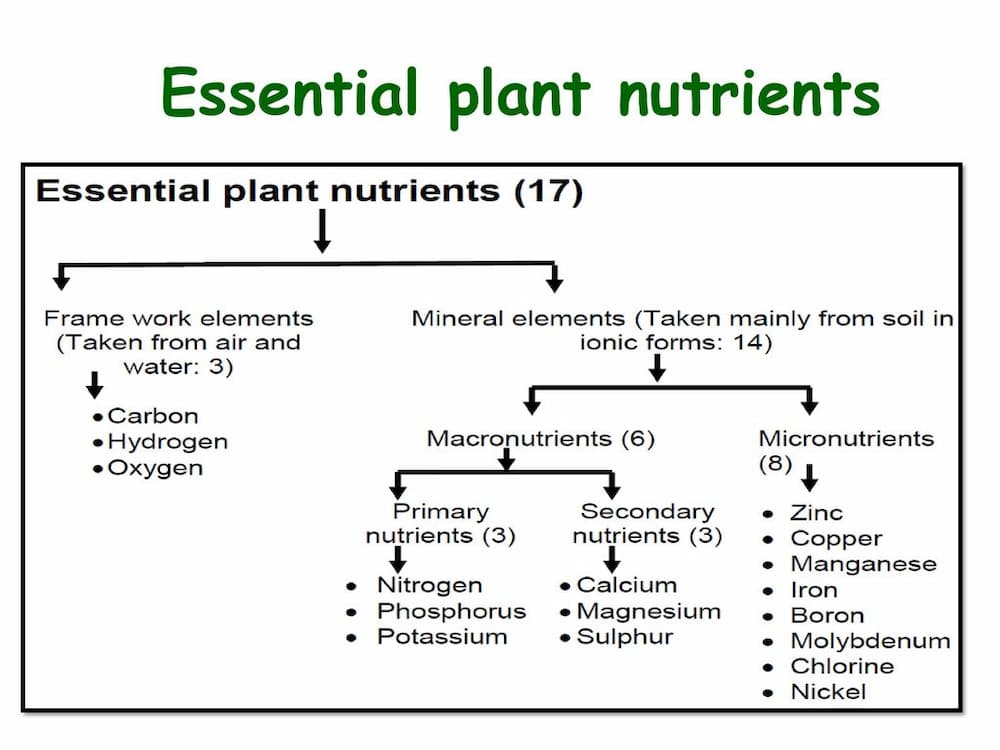 مثالی از عناصر معدنی مورد نیاز گیاه