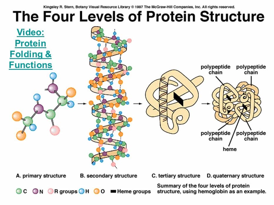ساختار پروتئین های ذخیره ای در بذر