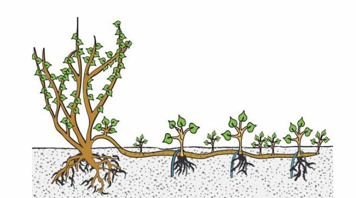روش خواباندن شاخه در تکثیر مرکبات