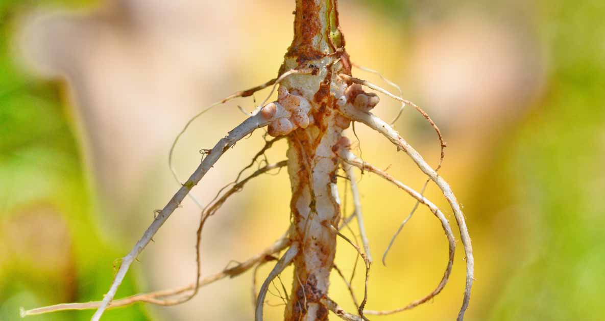 بیماری انگلى قارچ در گیاهان
