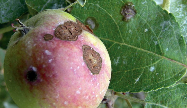 لکه سیاه سیب (Apple Scab)