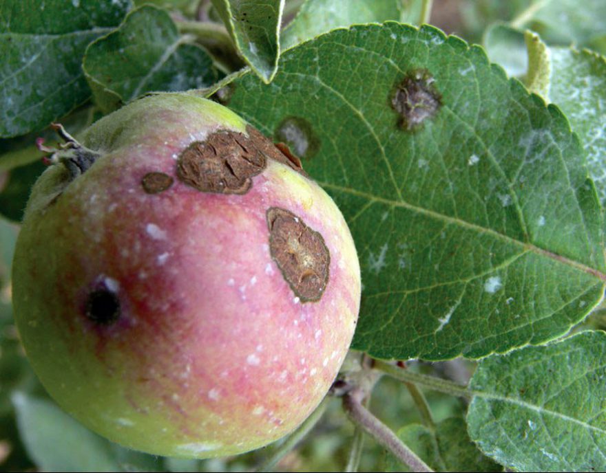 لکه سیاه سیب (Apple Scab)