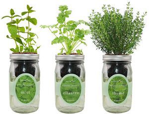 تمام این 9 گیاه را می توانید در منزل فقط درآب و بدون اضافه کردن هیج افزودنی نگه داری کنید و از محصولات آن استفاده ببرید.
