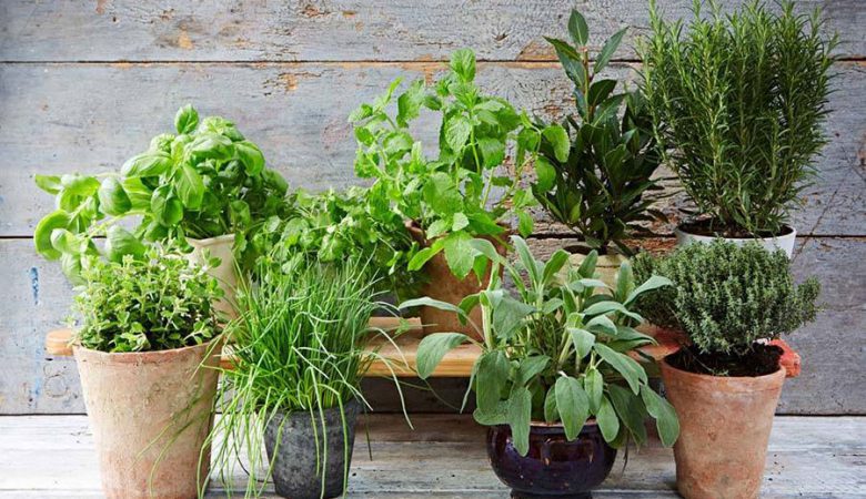 پرورش گیاهان در خانه