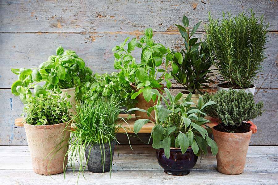 پرورش گیاهان در خانه