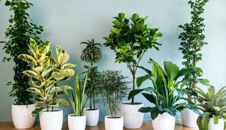 معرفی انواع گیاهان آپارتمانی