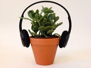 آیا موسیقی روی گیاهان تاثیر می گذارد؟