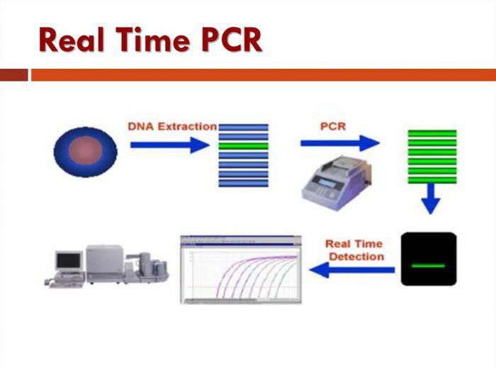  Real-Time PCR