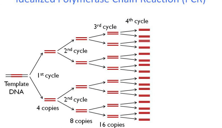 واکنش-زنجیره-PCR