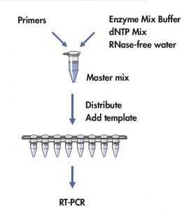مراحل-RT-PCR
