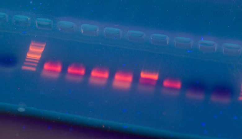 تکنیک-Multiplex-PCR