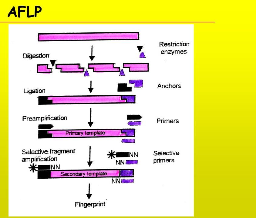 AFLP-PCR