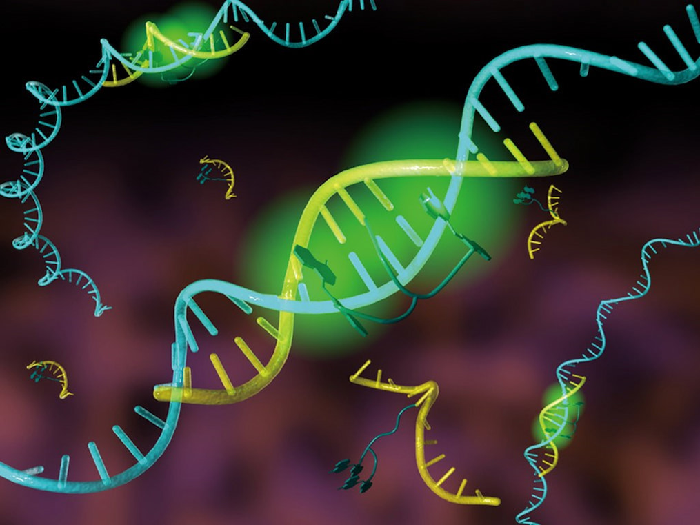  آغازگرهای سنجاق سری در تکثیر DNA